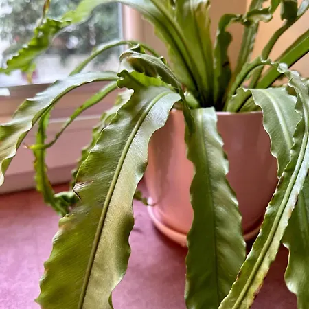 Studio 14 By Hidden Garden 公寓 罗兹