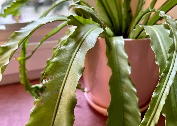 Studio 14 By Hidden Garden Lejlighed Łódź